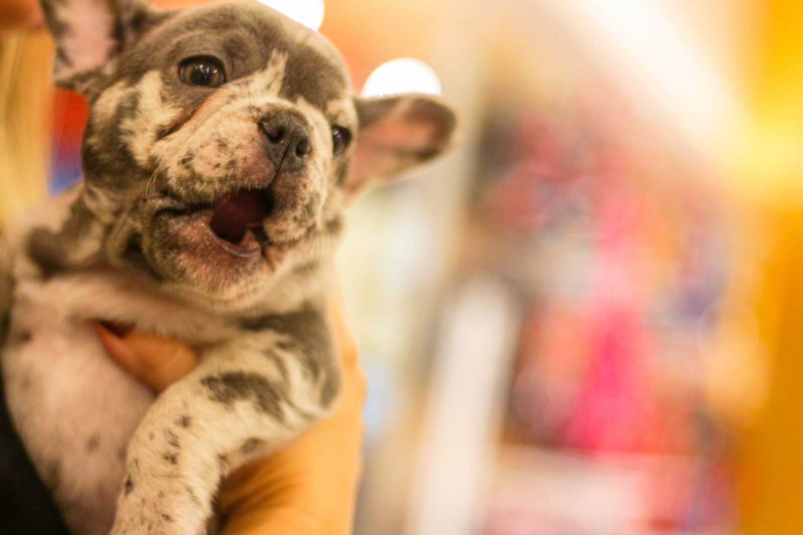 Filhote de buldogue francês na Villa Puppy Pet Shop